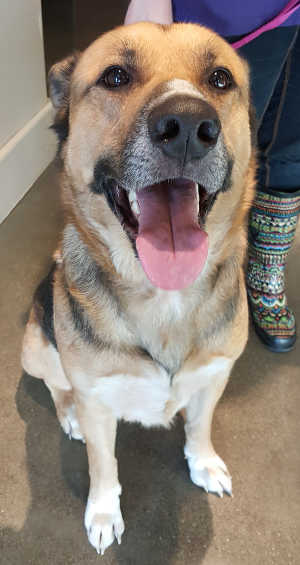 This male shepherd mix is in kennel No. 26, ID No. 6630. Photo courtesy of Lake County Animal Care and Control. 6630maleshepherd