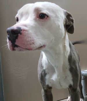 This male pit bull is in kennel No. 21, ID No. 6665. Photo courtesy of Lake County Animal Care and Control. 6665pitbull