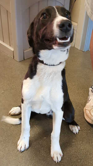 “Bear” is a border collie mix in kennel No. 19, ID No. 6667. Photo courtesy of Lake County Animal Care and Control. 6667bordercollie