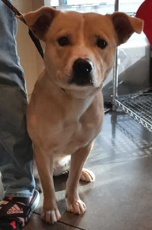 This female pit bull mix is in kennel No. 18, ID. No. 6671. Photo courtesy of Lake County Animal Care and Control. 6671pitmixfemale