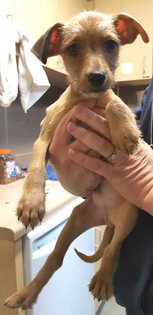 This male Chihuahua-fox terrier mix puppy is in kennel No. 23a, ID No. 6678. Photo courtesy of Lake County Animal Care and Control. 6678terrierpuppy
