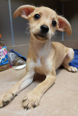 This male Chihuahua-fox terrier mix puppy is in kennel No. 23b, ID No. 6679. Photo courtesy of Lake County Animal Care and Control. 6679terrierpuppy