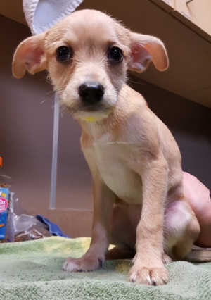 This male Chihuahua-fox terrier mix puppy is in kennel No. 23c, ID No. 6680. Photo courtesy of Lake County Animal Care and Control. 6680terrierpuppy