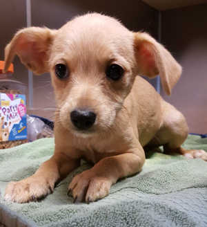 This male Chihuahua-fox terrier mix puppy is in kennel No. 23d, ID No. 6681. Photo courtesy of Lake County Animal Care and Control. 6681terrierpuppy