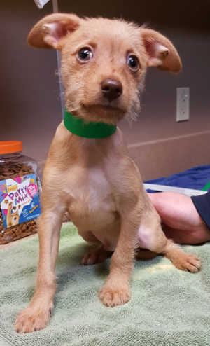 This male Chihuahua-fox terrier mix puppy is in kennel No. 23e, ID No. 6682. Photo courtesy of Lake County Animal Care and Control. 6682terrierpuppy