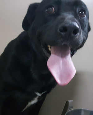 This male Labrador Retriever mix is in kennel No. 27, ID No. 6684. Photo courtesy of Lake County Animal Care and Control. 6684blacklab