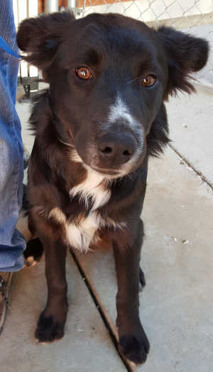 This young male border collie mix is in kennel No. 6a, ID No. 6198. Photo courtesy of Lake County Animal Care and Control. 6abordercolliemix