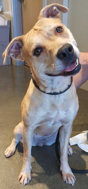 “Bingo” is a female adult pit bull terrier mix in kennel No. 6, ID No. 5249. Photo courtesy of Lake County Animal Care and Control. 6bingo