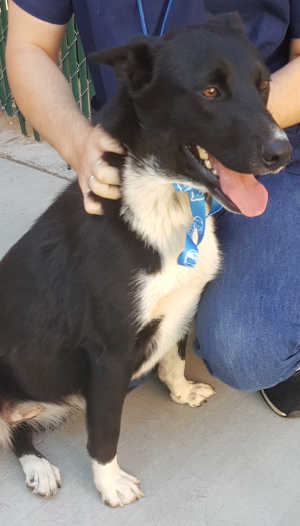 This young female border collie mix is in kennel No. 7, ID No. 5943. Photo courtesy of Lake County Animal Care and Control. 7bordercollie