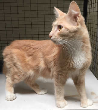 This female domestic medium hair cat is in cat room kennel No. 80, ID No. 4986. Photo courtesy of Lake County Animal Care and Control. 80orangefemaletabby