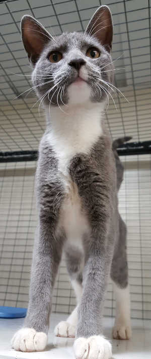 This young female domestic short hair mix is in cat room kennel No. 82, ID No. 6131. Photo courtesy of Lake County Animal Care and Control. 82cfsgraywhitecat
