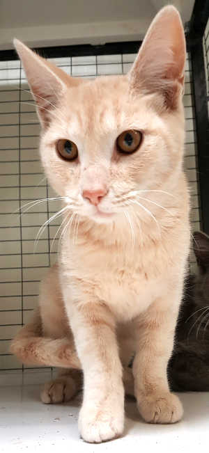 This male domestic short hair mix kitten in cat room kennel No. 84a, ID No. 6129. Photo courtesy of Lake County Animal Care and Control. 84acfsbuffcat
