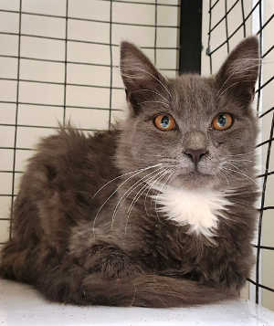 This young male domestic long hair mix cat is in cat room kennel No. 84b, ID No. 6130. Photo courtesy of Lake County Animal Care and Control. 84cfsgraytuxedo