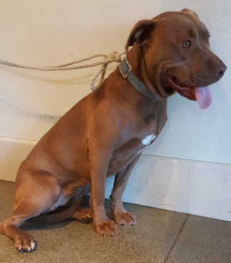 This female pit bull terrier mix is in kennel No. 8, ID No. 5522. Photo courtesy of Lake County Animal Care and Control. 8redwhitepit