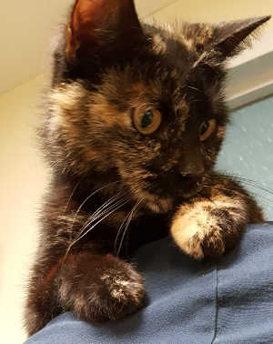 This female domestic short hair mix is in cat room kennel No. 95, ID No. 4839. Photo courtesy of Lake County Animal Care and Control. 95calicocat
