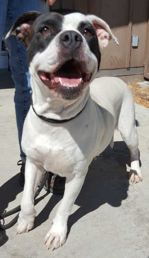 “May” is a female American Bulldog mix in kennel No. 9, ID No. 5446. Photo courtesy of Lake County Animal Care and Control. 9mayamericanbulldog