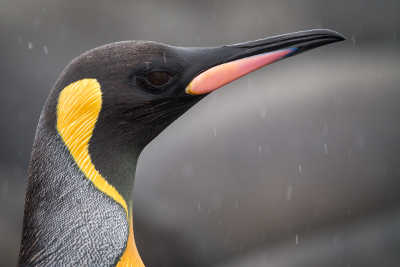 King penguin. Photo by Bob Lewis. boblewiskingpenguin