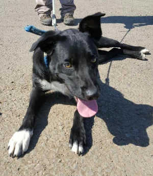 “Cooper” is a young border collie and Labrador Retriever mix. Photo courtesy of Clearlake Animal Control. caccooper
