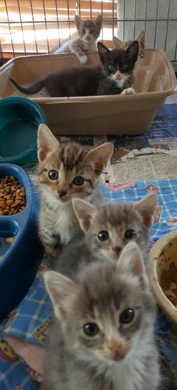 Clearlake Animal Control has numerous kittens needing new homes. Photo courtesy of Clearlake Animal Control. cackittencrew
