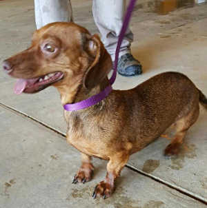 “Nicki” is a female dachshund and beagle mix. Photo courtesy of Clearlake Animal Control. cacnicki