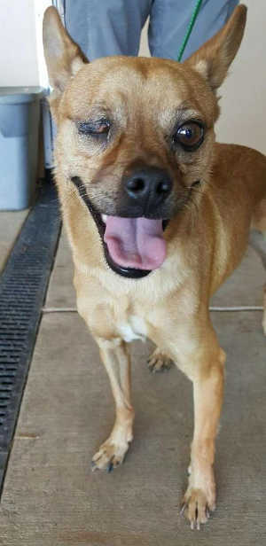 “Pirate” is a male terrier-Chihuahua mix. Photo courtesy of Clearlake Animal Control. cacpirate