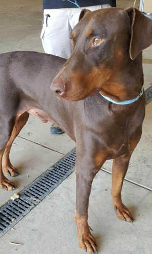 “Rambow” is a male Doberman Pinscher. Photo courtesy of Clearlake Animal Control. cacrambow