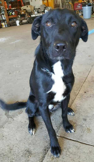 “Rocky” is a young male Labrador Retriever and border collie mix. Photo courtesy of Clearlake Animal Control. cacrocky