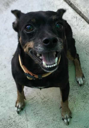 “Sammy” is a senior male Miniature Pinscher. Photo courtesy of Clearlake Animal Control. cacsammy