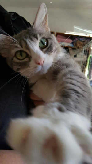 “Savannah” is a young gray and white shorthair mix cat. Photo courtesy of Clearlake Animal Control. cacsavannah