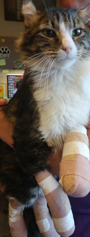 This domestic medium hair cat is in the Animal Care and Control clinic, ID No. 5856. Photo courtesy of Lake County Animal Care and Control. cfsinjuredtabby