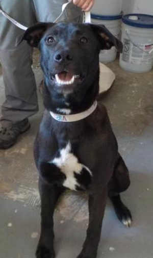 “Mildred” is a young female Labrador Retriever mix. Photo courtesy of Clearlake Animal Control. clacmildred