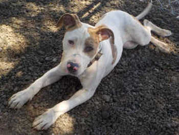 “Nala” is a young American Staffordshire Terrier mix. Photo courtesy of Clearlake Animal Control. clacnala