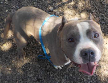 “Spike” is a handsome young American Pit Bull. Photo courtesy of Clearlake Animal Control. clacspike