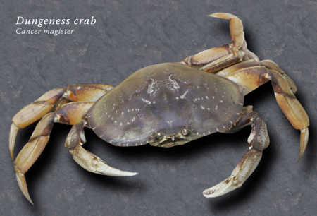 Dungeness crab. California Department of Fish and Wildlife photo. dungenesscrab