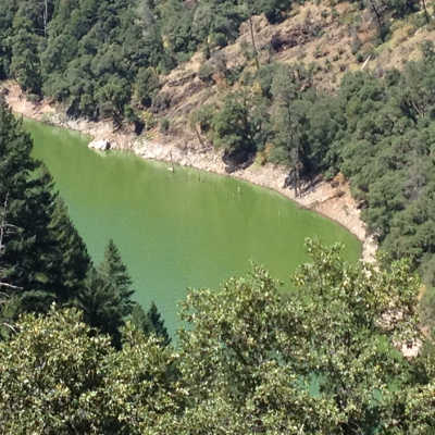 The Pit River Arm of Shasta Lake in Northern California is now effected by a blue-green algae (cyanobacteria) bloom. Photo courtesy of the State Water Board. july2016shastalake1
