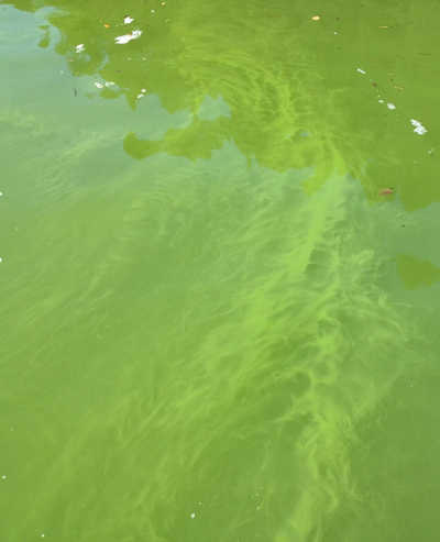 A closeup of the blue-green algae bloom in the Pit River Arm of Shasta Lake in Northern California. Photo courtesy of the State Water Board. july2016shastalake2