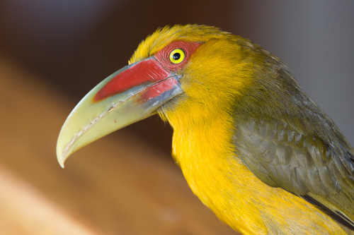 Saffron toucanet. Photo by Bob Lewis. lewissaffrontoucanet
