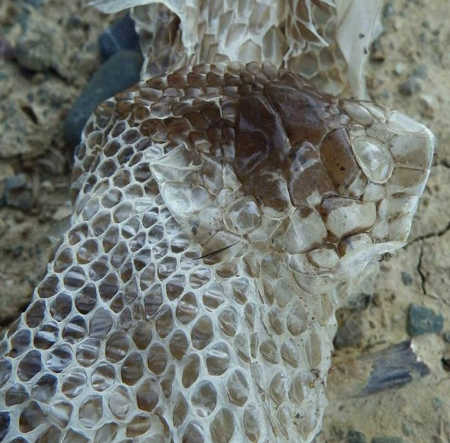 Like all snakes, rattlers shed their skin. You can actually tell what kind of snake the shed skin came from by looking at the color pattern on it and by looking at the shape of the head. Photo by Mary K. Hanson. mkhansonrattlerskin