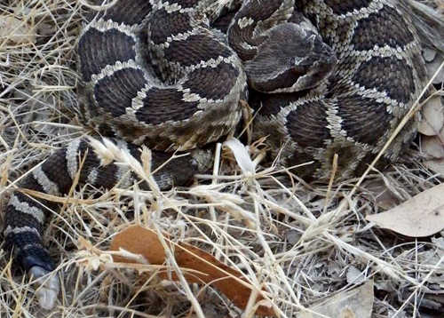 This rattlesnake was sitting out in the open grass and wasn’t rattling at all when Mary Hanson came across it. Rattlesnakes won’t always shake their rattles, so don’t be fooled into thinking there aren’t any around you simply because you can’t hear them. There aren't a lot of “buttons” on its rattle, but this snake's rattle isn’t really an indicator of how old the snake is. New segments are added to the rattle each time the snake sheds its skin, and others can be lost or damaged as the snake travels or encounters other animal combatants. Photo by Mary K. Hanson. mkhansonrattlesnake