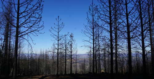 An October 2015 view of the dead and damaged trees left in the wake of the September 2015 Valley fire at Boggs Mountain Demonstration State Forest in Lake County, Calif. Photo by Elizabeth Larson/Lake County News. oct2015boggsdamage