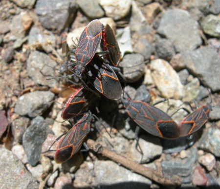 Boxelder bugs. Photo by Kathleen Scavone. scavoneboxelderbeetle