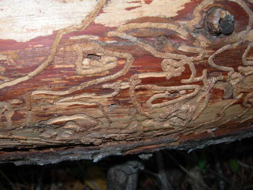 Insect markings on bark. Photo by Kathleen Scavone. scavonebugtracks