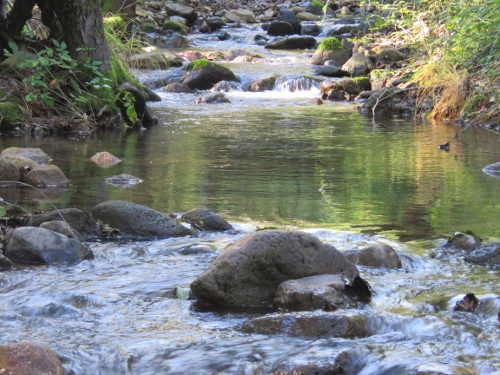 Bradford Creek in Lake County, Calif. Photo by Kathleen Scavone. scavonedec2016water