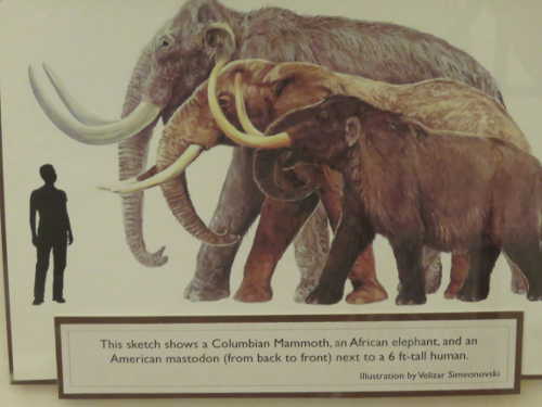 An illustration of the size of mammoths compared with an African elephant and a human. Photo by Kathleen Scavone. scavonemammothpicture