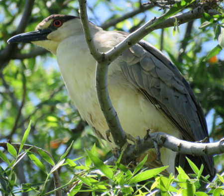 A black-crowned night heron in Library Park in Lakeport, Calif. Photo by Kathleen Scavone. scavonenightheron