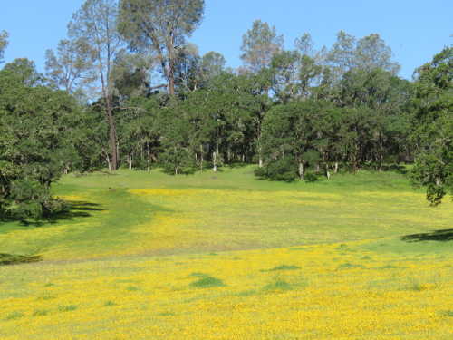 scavoneoathillroadflowers