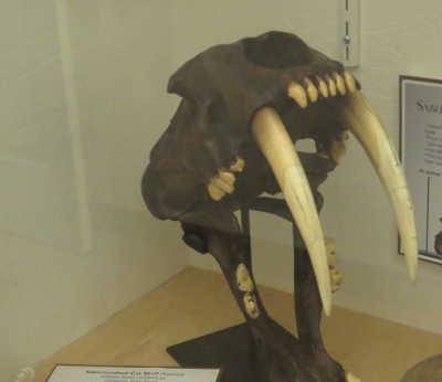 A replica of a saber-toothed cat skull at the Historic Courthouse Museum in Lakeport, Calif. Photo by Kathleen Scavone. scavonesabertoothskull