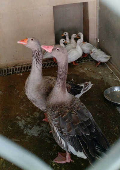 Geese housed at the SPCA in Kelseyville, Calif., during the Clayton fire in August 2016. Courtesy photo. spcageese