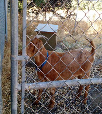 A goat who took up temporary residence at the SPCA in Kelseyville, Calif., during the Clayton fire in August 2016. Courtesy photo. spcagoat