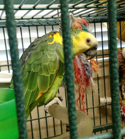 The SPCA in Kelseyville, Calif., housed parrots evacuated from the Clayton fire area in August 2016. Courtesy photo. spcaparrots